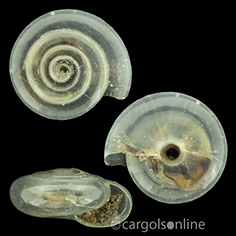 IMG_detallada/Vitrea contracta.jpg